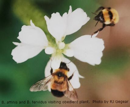 The People-Plant-Pollinator Solution February 16, 2022 7:00 P.M.