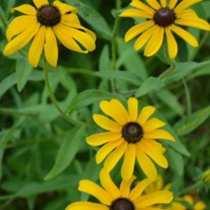 Photo of Black Eyed Susan. Photo Courtesy of Prairie Moon Nursery.