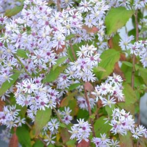 Photo of Blue Wood Aster. Photo Courtesy of Prairie Moon Nursery.