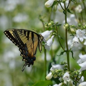 Photo of Foxglove Beardtongue . Photo Courtesy of Prairie Moon Nursery.