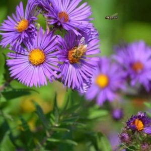 Photo of New England Aster. Photo Courtesy of Prairie Moon Nursery.