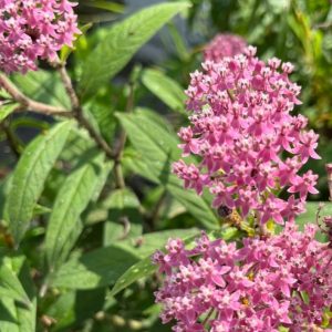 Photo of Native Rose/swamp Milkweed. Photo Courtesy of Andrea Grossman.