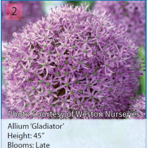 Photo of Allium "Gladiator". Bright lilac softball sized flower heads on a green stem.