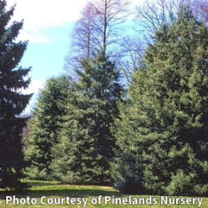 Photo of Native American Holly. Photo Courtesy of Pinelands Nursery.