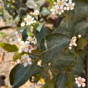 Photo of Native Black Chokeberry. Photo Courtesy of Pinelands Nursery.