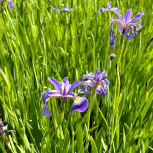 Photo of Native Blue-flag Iris. Photo Courtesy of Pinelands Nursery.