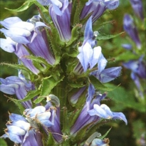 Photo of Native Blue Lobelia. Photo Courtesy of Pinelands Nursery.