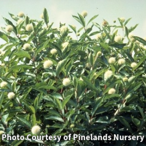 Photo of Native Buttonbush. Photo Courtesy of Pinelands Nursery.