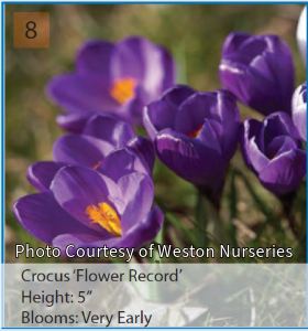 Photo of Crocus "Flower Record". Deep purple flowers with orange in the middle.