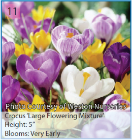 Photo of Crocus "Large Flower Mixture". Contains a variety of white, purple, yellow, and purple and white flowers. The flowers are small and only reach five inches high.