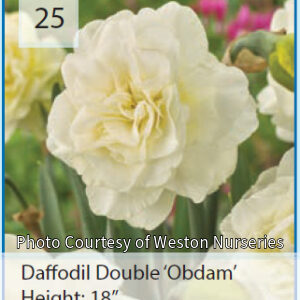 Photo of Daffodil "Double Obdam". Flowers do not have cups, instead, they have filled centers. They are ivory white in color.