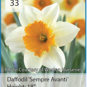 Photo of Daffodil "Sempre Avanti". Flower is large cupped and has white petals with an orange cup.