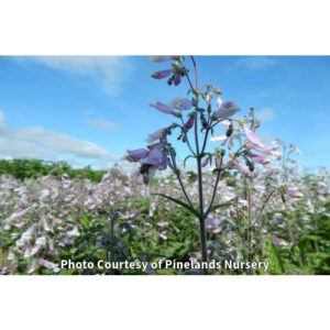 Photo of Native Hairy Beardtongue. Photo Courtesy of Pinelands Nursery.