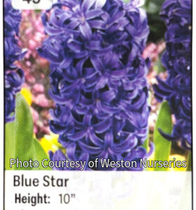 Photo of Hyacinth "Blue Star". Flowers are soft lilac-blue with paler edges. Plant has densely flowered spikes of flowers.