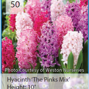 Photo of Hyacinth "The Pinks Mix". Flower mixture contains flowers from pale pink to purple in color.