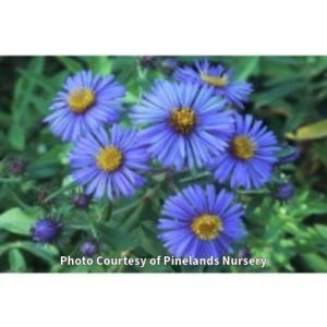 Photo of Native New England Aster. Photo Courtesy of Pinelands Nursery.