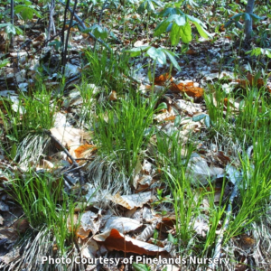 Photo of Native Pennsylvania Sedge. Photo Courtesy of Pinelands Nursery.