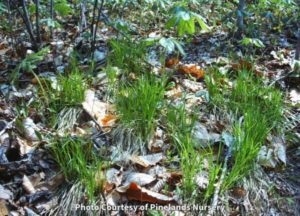 Photo of Native Pennsylvania Sedge. Photo Courtesy of Pinelands Nursery.