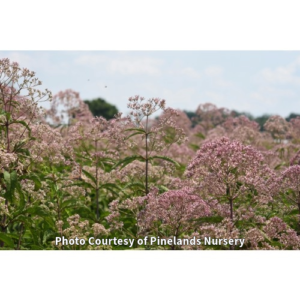 Photo of Native Purple Joe-Pye Weed. Photo Courtesy of Pinelands Nursery.