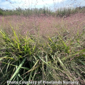 Photo of Native Purple Love Grass. Photo Courtesy of Pinelands Nursery.