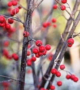 Photo of Native Red Chokeberry. Photo Courtesy of Pinelands Nursery.