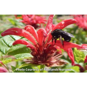 Photo of Native Scarlet Beebalm. Photo Courtesy of Pinelands Nursery.