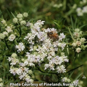 Photo of Native Slender Mountain Mint. Photo Courtesy of Pinelands Nursery.