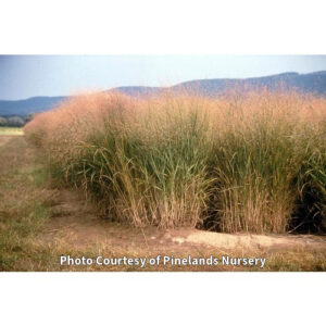 Photo of Native Switchgrass. Photo Courtesy of Pinelands Nursery.