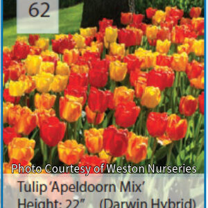 Photo of Tulip "Apeldoorn Mix". Flowers come in colors ranging from red to yellow with some bicolored flowers.