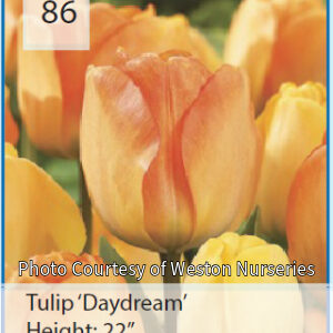 Photo of Tulip "Daydream". Flowers change colors from yellow to apricot.