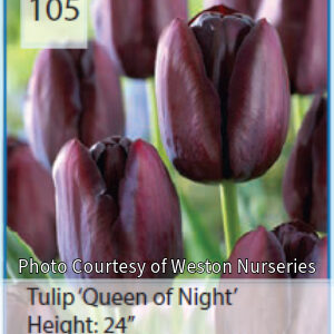 Photo of Tulip "Queen of Night". Flower is a shiny dark purple that appears almost black.