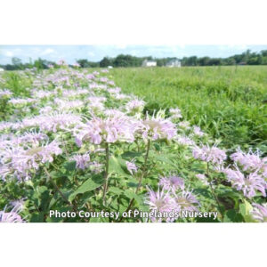 Photo of Native Wild Bergamot. Photo Courtesy of Pinelands Nursery.