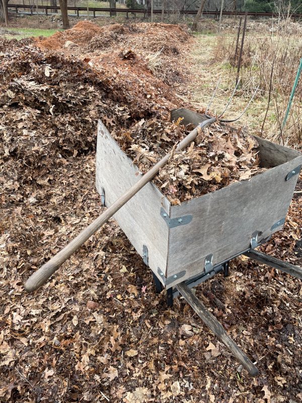 Fork and barrow full of leaf mulch