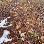 garlic growing in leaf mulch