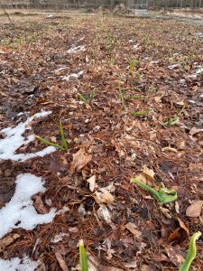 garlic growing in leaf mulch