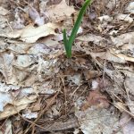 close up of garlic growing in leaf mulch