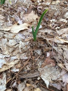 close up of garlic growing in leaf mulch