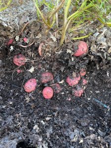 profile of leaves on soil. view of soil layers. bulbs of plant visible in ground.